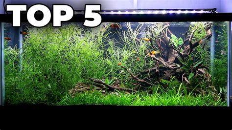 5 Easy Low-Tech Aquarium Plants