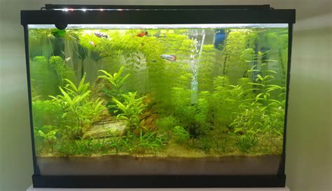 5 Essentials For A Thriving Low Tech Planted Tank