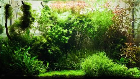 5 Low-Tech Foreground Plants For Aquariums