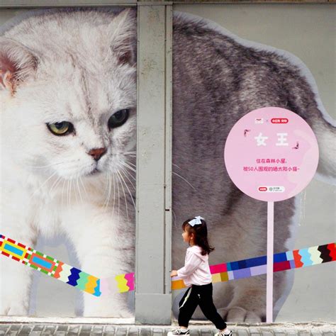 5 Reasons Shanghai Has A Tech Cat Killer Reputation