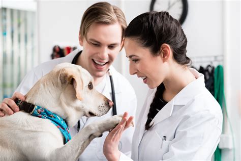 5 Relief Vet Tech Jobs To Explore