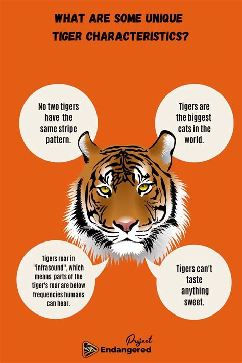 5 Traits Of Tech Tigers