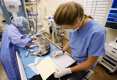 5 Vet Tech Relief Jobs To Explore