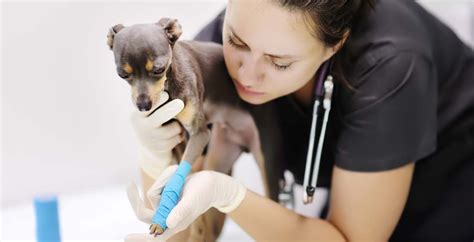 5 Ways Aci Learning Prepares You For A Vet Tech Career