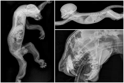 5 Ways Animal X-Ray Tech Saves Lives