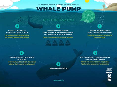 5 Ways Blue Whale Tech Impacts Our Future