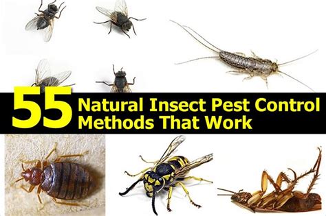 5 Ways Bug Techs Pest Control Saves Your Home