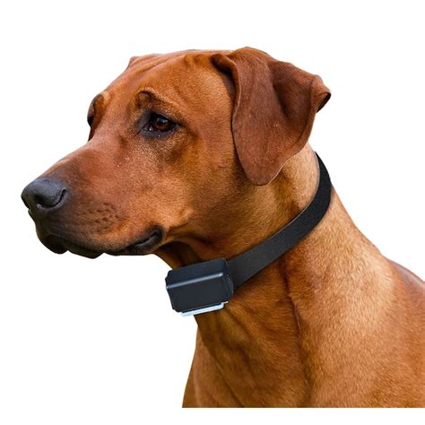 5 Ways Hi-Tech Pet Collars Can Improve Pet Care