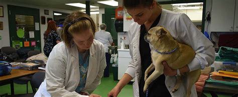 5 Ways Lccc Vet Tech Program Prepares You