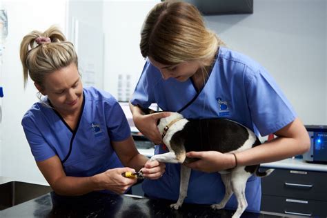 5 Ways Monty Tech Veterinary Clinic Cares For Your Pet