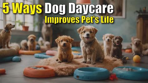 5 Ways Pet Tech Improves Pet Care In Midland Tx