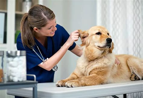 5 Ways Sjvc Prepares You For A Vet Tech Career