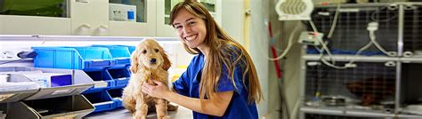 5 Ways To Become A Vet Tech At Pima Community College