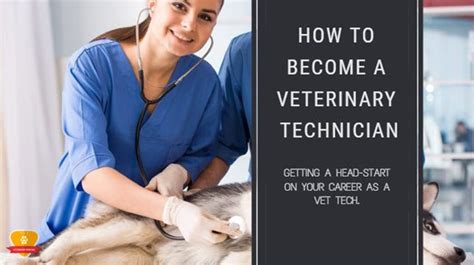 5 Ways To Become A Vet Tech In Dallas