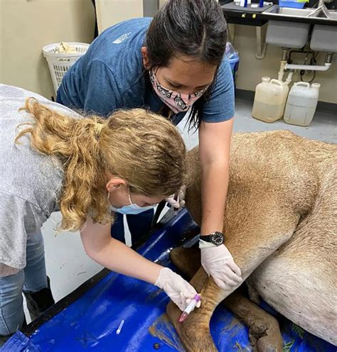 5 Ways To Become A Zoological Vet Tech