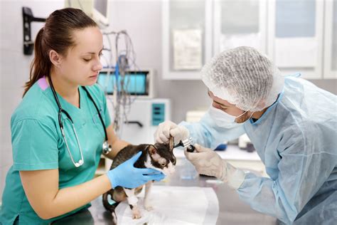 5 Ways To Land Vet Tech Instructor Jobs