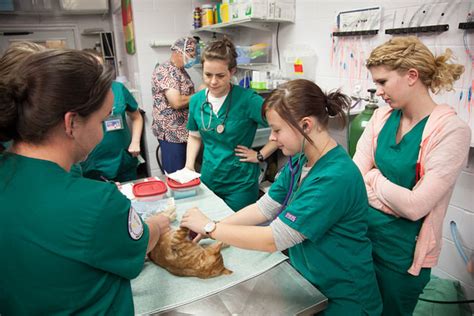 5 Ways To Succeed In Lonestar Vet Tech Program