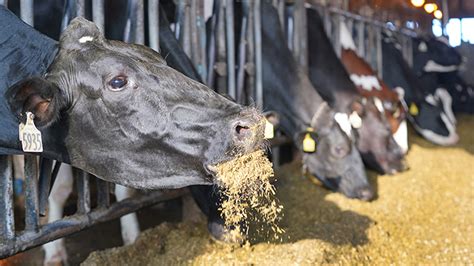 5 Ways Udder Tech Improves Dairy Farming Efficiency