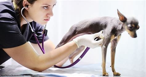 5 Ways Vet Techs In California Can Earn Top Salary