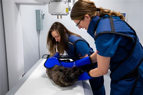 5 Ways Vet X-Ray Tech Improves Pet Care