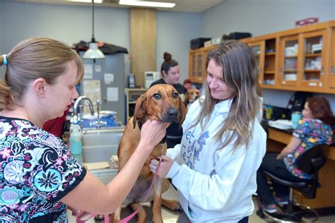 6 Ways Macomb Community College Supports Vet Tech Students