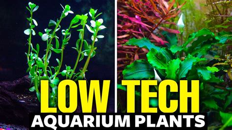 7 Low-Tech Tank Plants For Beginners