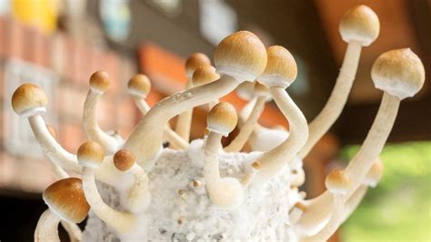 7 Potential Shroom Tech Side Effects