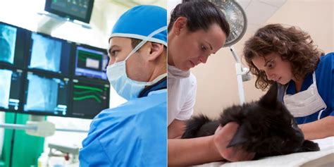 7 Tips For Animal Radiology Technicians