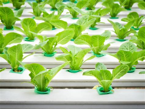 7 Ways Hydro Tech Hydroponics Boosts Crop Yield