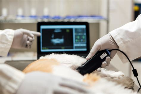 7 Ways Veterinary Ultrasound Tech Improves Pet Care