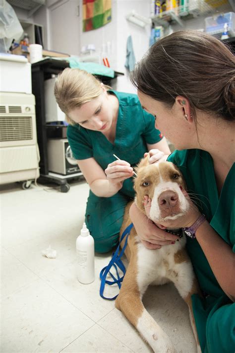 Acc Vet Tech Program: Launch Your Dream Career Today