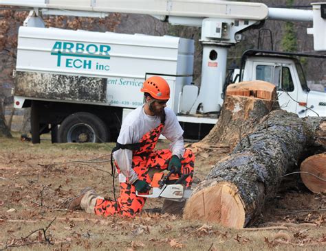 Arbor Tech Remington Va Tree Service Experts