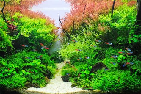 Best Low-Tech Aquarium Plants For Beginners