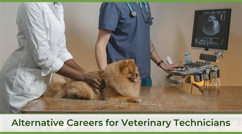 Beyond The Clinic: Alternative Careers For Vet Techs