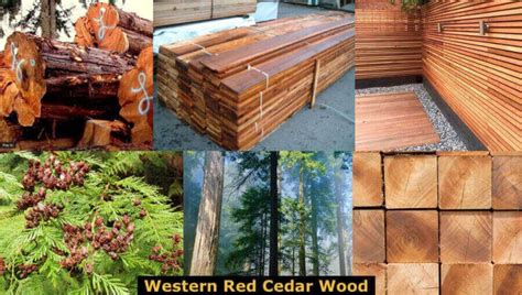 Cedar Tech: The Benefits Of Western Red Cedar Technology