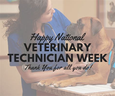 Celebrating Vet Tech Week: Ideas To Show Appreciation