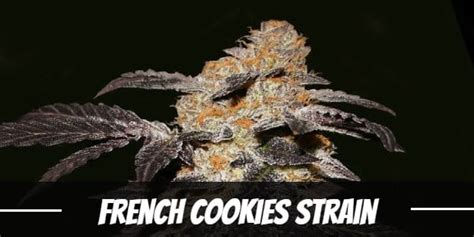 Cookie Tech Strain: A Comprehensive Review And Guide