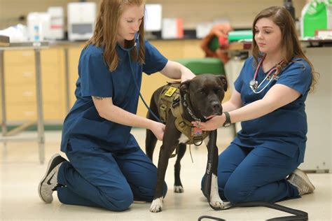 Dmacc Vet Tech Program: Train For A Rewarding Career