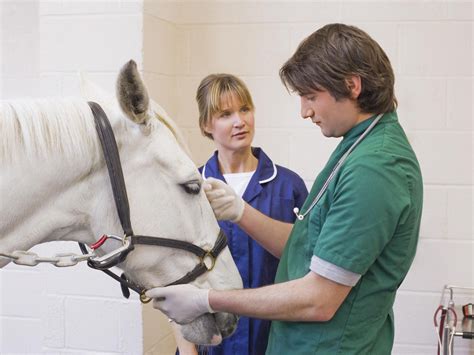 Equine Veterinary Technician Schools And Programs