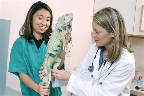 Exotic Vet Tech Careers And Salary Information