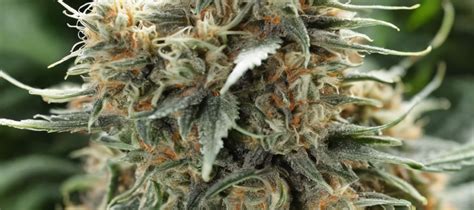 Glue Tech Strain: Potent Cannabis For Pain Relief