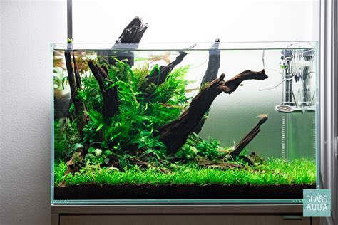 High Tech Planted Tank Setup And Maintenance Guide