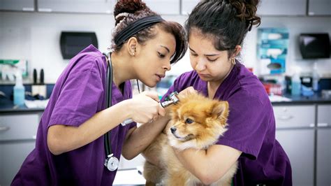 Lmu Vet Tech Program: Elevate Your Animal Care Career