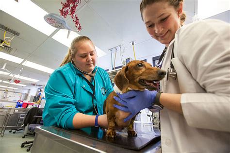 Lone Star College Vet Tech Program Overview