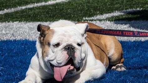 Louisiana Tech Football Forum: Bulldogs Fan Discussion Hub