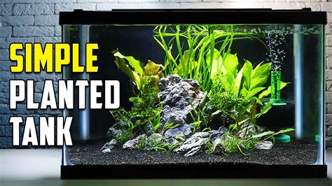 Low Tech Planted Tank Guide For Beginners