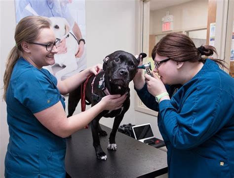 Maine Vet Tech Programs: Training For Animal Care Careers