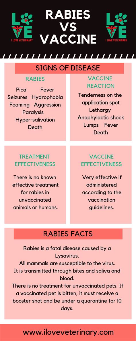 Rabies Vaccine For Vet Techs: Protection And Protocol