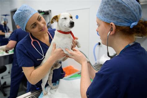 Relief Vet Tech: Flexible Veterinary Careers For Techs