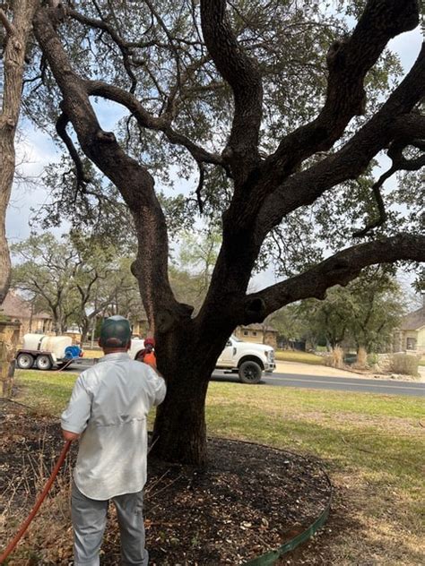 Revolutionizing Tree Care With Arborcare Tech Solutions